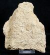 Fossil Jurassic Echinoderm (Acrosalenia) Spines - France #3174-1
